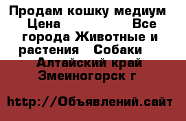 Продам кошку медиум › Цена ­ 6 000 000 - Все города Животные и растения » Собаки   . Алтайский край,Змеиногорск г.